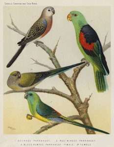 Bourkesin papukaija, punasiipinen papukaija, veripapapari, uros, naaras (väri litho) tekijältä European School