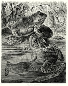 Bull Frogs disporting (kaiverrus) tekijältä European School