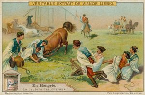 Hevosen vangitseminen tekijältä European School