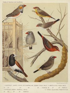 Chestnut Eared Finch tai Australian Zebra Finch, uros, naaras, African Zebra Waxbill, uros, naaras, Amaduvade Finch, uros, naaras, Three Coloured Finch tai Nun (värilitro). tekijältä European School