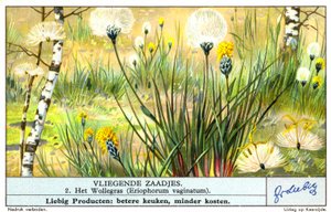 Vattunurmikka (Eriophorum vaginatum) (chromolitho) tekijältä European School