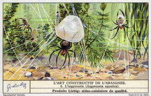 Sukelluskellohämähäkki (Argyroneta aquatica) (chromolitho) tekijältä European School