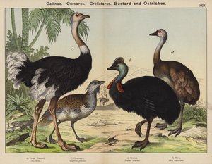 Barn Runners, Grallators, Bustard ja Strutsit (väri litho) tekijältä European School