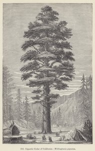Jättimäinen Kalifornian Cedar, Wellingtonia gigantea (kaiverrus) tekijältä European School