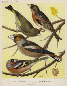 Vihreä peippo, vuoripeippo, varipippo, peippo (väri litho) tekijältä European School