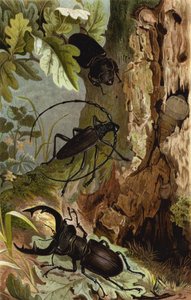 Stag Beetle ja Heldbock tekijältä European School