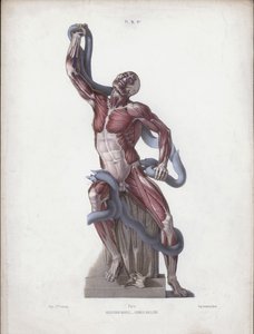 Kuva ihmisen ulkoisten muotojen anatomiasta: Laocoon (väri litho) tekijältä European School