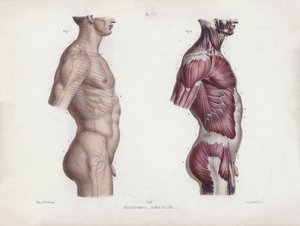 Illustration for Ihmisen ulkoisten muotojen anatomia: Miehen ylävartalo, sivukuva (värilitraus) tekijältä European School