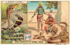 Intian kobra ja kuoppakyy (chromolitho) tekijältä European School