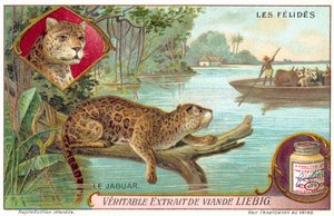 Jaguar (chromolitho) tekijältä European School