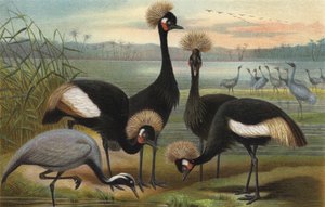 Maidens ja Peacock Crane tekijältä European School