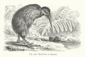 Kiwi-kiwi tai Apteryx (kaiverrus) tekijältä European School