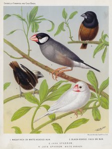 Magafinch tai White-Headed Nun, Black-Headed Finch tai Nun, Java Sparrow, White Variety (värilitografia). tekijältä European School
