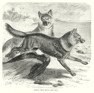 Malaiji villi koira (kaiverrus) tekijältä European School