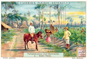 Kypsät tupakkakasvit (chromolitho) tekijältä European School