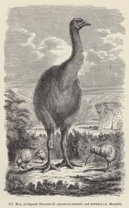 Moa eli jättimäinen dinornis (D giganteus) kunnostettu; ja Apteryx, A Mantelli (kaiverrus) tekijältä European School