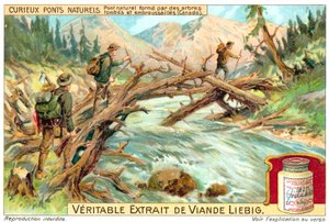 Kaatuneiden ja umpeen kasvaneiden puiden muodostama luonnollinen silta Kanadassa (chromolitho) tekijältä European School
