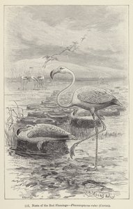 Punaisen flamingon, Phoenicopterus ruberin, Cuvierin pesät (kaiverrus) tekijältä European School