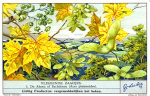 Vaahtera (Acer platanoides) (chromolitho) tekijältä European School