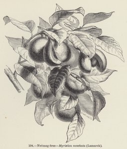 Muskottipähkinäpuu, Myristica moschata, Lamarck (kaiverrus) tekijältä European School