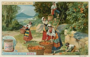 Appelsiinin sato Italiassa tekijältä European School