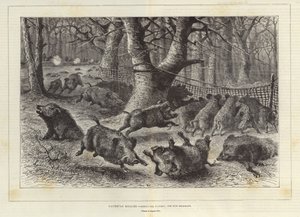 Kuninkaallinen metsästys