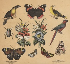 Romujäte nuorille (väri litho) tekijältä European School