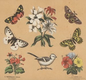 Romujäte nuorille (väri litho) tekijältä European School