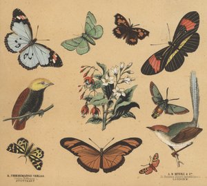 Romujäte nuorille (väri litho) tekijältä European School