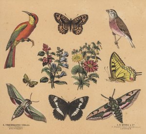 Romujäte nuorille (väri litho) tekijältä European School