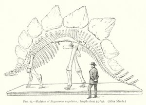 Skeleton of Stegosaurus ungulatus (litho) tekijältä European School