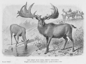 Suuri irlantilainen hirvi, Cervus Megaceros (Litho) tekijältä European School