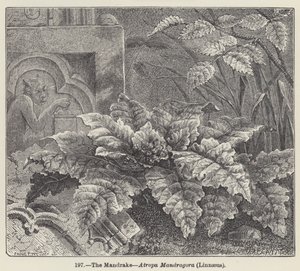 Mandrake, Atropa Mandragora, Linnaeus (kaiverrus) tekijältä European School