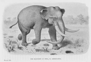 Ohion Mastodon, Micisenus (Litho) tekijältä European School