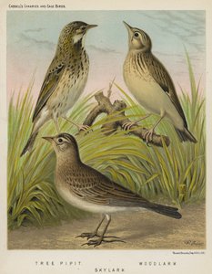 Tree Pipit, Woodlark, Skylark (väri litho) tekijältä European School