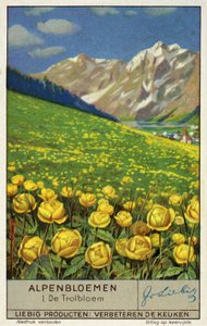 Trollius (pallokukka) (chromolitho) tekijältä European School