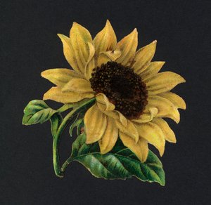 Viktoriaaniset romut: auringonkukka (chromolitho) tekijältä European School