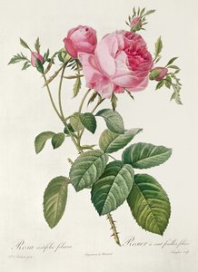 Thory, les Roses, Rosa Centifolia Foliaca (litografia) tekijältä Eustache Hyacinthe Langlois