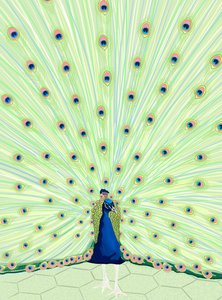 Peacock, 2025 (digitaalinen taide) tekijältä Evan Sklar