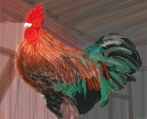 Rooster In Barn, 2018 (käsin piirretty iPadilla Apple-kynällä).