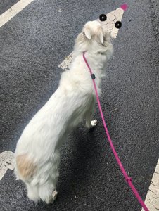 Walking Penny, 2025 (digitaalista taidetta) tekijältä Evan Sklar