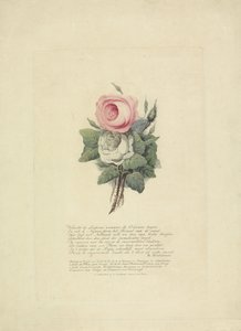 Ruusut kuninkaallisen perheen siluetteilla, 1816