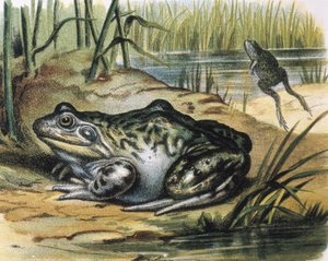 Bullfrog. Ranidae- sammakkoeläin. Kaiverrus F.Padron maalauksesta. Kaiverrus.