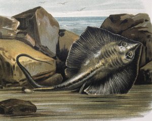 Rausku (Trygon pastinaca).