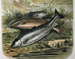 Salmons. Kaiverrus F.Padron piirroksen mukaan. Kaiverrus