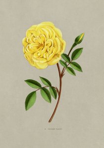 Rose Madame Falcot tekijältä F. Grobon