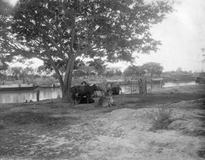 Katle, Alipore, Intia, 1905-1906