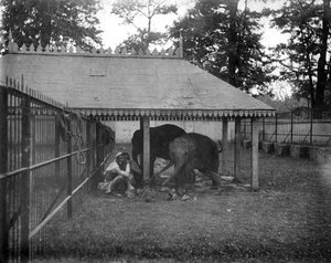 Elefantit, Alipore, Intia, 1905-1906