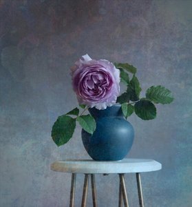 Seesteinen violetti ruusu