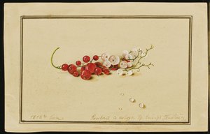 Punaiset ja valkoherukat, 1818